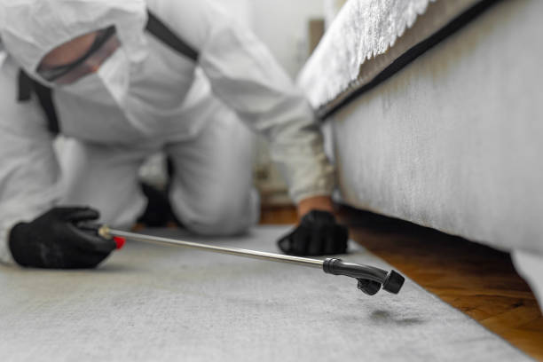 Professional Bed Bug Control technician working in Wise County County, TX